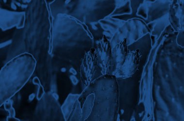 Dikenli kaktüs ve kurumuş çiçekler. 2020 Klasik Mavi Yıl Rengi. - Görüntü