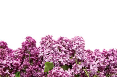 Beyaz arka planda leylak çiçekleri. Bahar çiçekleri. Üst görünüm, düz görünüm, kopyalama alanı. - Görüntü