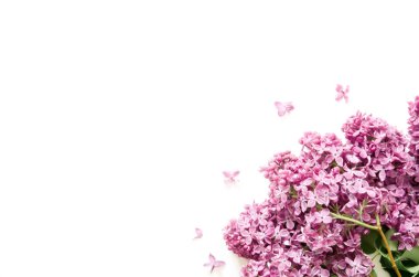 Beyaz arka planda leylak çiçekleri. Bahar çiçekleri. Üst görünüm, düz görünüm, kopyalama alanı. - Görüntü