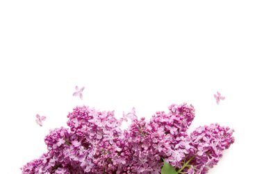 Beyaz arka planda leylak çiçekleri. Bahar çiçekleri. Üst görünüm, düz görünüm, kopyalama alanı. - Görüntü