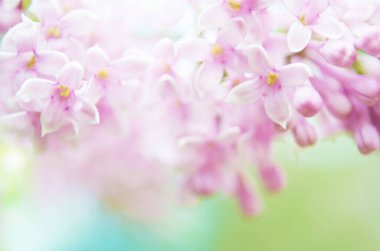 Pembe leylak çiçekleri bahar çiçeği arkaplanı. - Görüntü