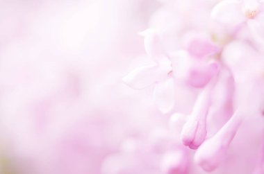 Pembe leylak çiçekleri bahar çiçeği arkaplanı. - Görüntü