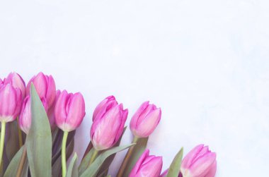 Mavi soyut arka planda laleler çiçek açar. Düz yerde, üst tarafta. Anneler Günü, düğün ya da mutlu olay için laleli hoş bir tebrik kartı..