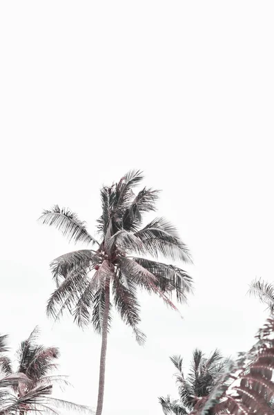 Tropical Landscape Palm Trees Image — Stock Photo, Image