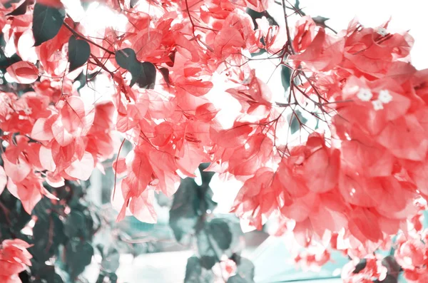 ブーゲンビリアの花を閉じます 花の背景 — ストック写真