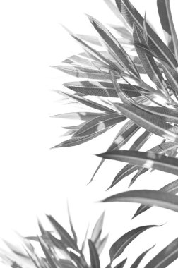Palmiye yapraklarının güzelliği. - Görüntü
