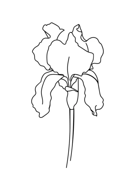 白い背景に孤立した虹彩の花を描きます 抽象最小限の植物 ベクトル図 — ストックベクタ