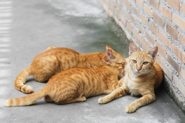 Kahverengi bir anne kedinin süt yapıldı..