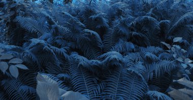 Mavi renkli doğal çiçek eğreltiotu arka planı. Güzel eğreltiotu yaprakları arka plan.