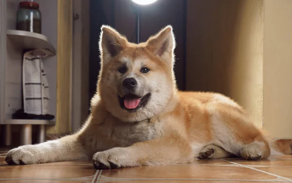 Akita Inu Японская Собака Сидит Рядом Кормом Домашних Животных Драматическим — стоковое фото