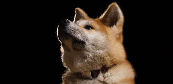 Panoramic Shot Akita Inu Dog Face Looking Dark Background Copy — Stock Photo, Image