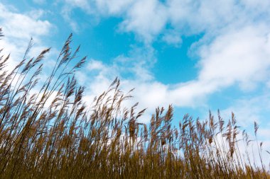 Mavi gökyüzü karşı altın SAP reed silüeti
