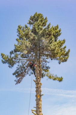 Arborist ağaca top testere ile çalışma 