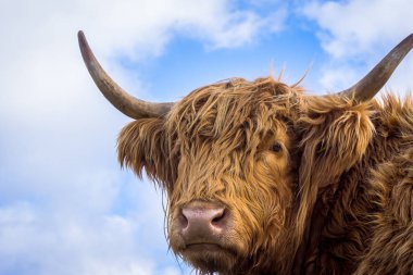 Uzun kumral yayla inek 