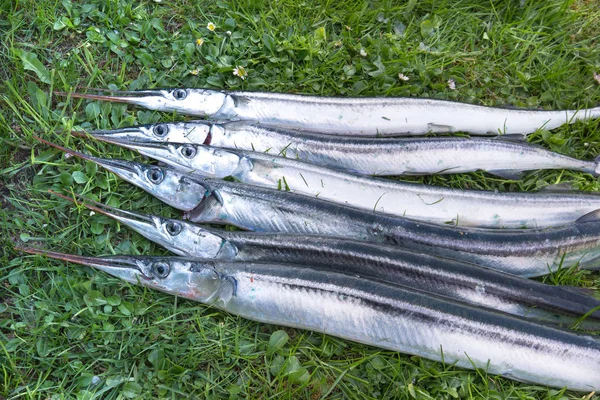 A catch of silvery garfish on the lawn — Stock Photo, Image