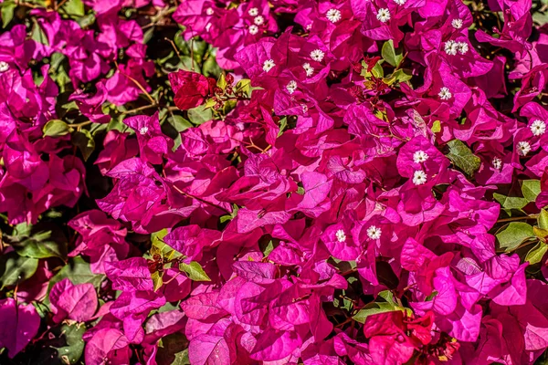 Розовый Буганвилла Цветущая Фоне Египет Января 2020 Года — стоковое фото