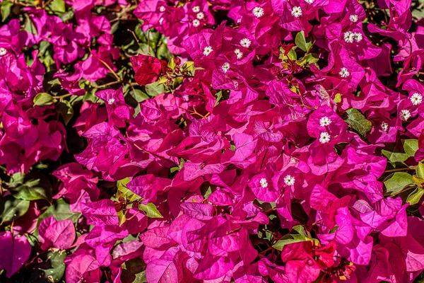 Rosa Bouganvilla Blüht Einer Bunten Hintergrundstruktur Ägypten Januar 2020 — Stockfoto