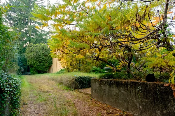 Italie. Escaliers dans le parc d'automne couvert de graines de plantes. Concentrez-vous sur les marches  . — Photo