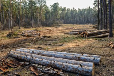 Çam ormanı kesme. Günlükleri üzerinde odaklanmıştır.