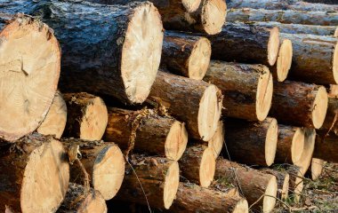 Günlüğe kaydeder. Billet.Felled ağaçlar, yan görünüm