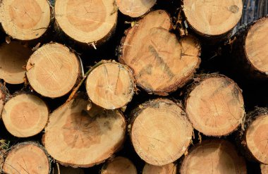 Günlüğe kaydeder. Billet.Felled ağaçlar, önden görünüm