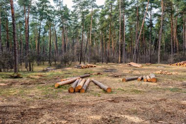 Ağaç kesme. Ekoloji