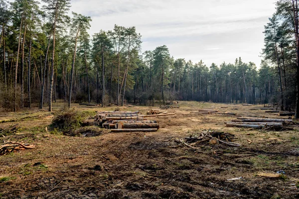 La destrucción del medio ambiente. Cortar el bosque de pino —  Fotos de Stock