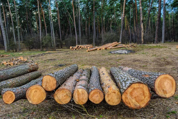 Günlüğe kaydetme ve ormansızlaşma. Kesilen ağaçlar, önden görünüm