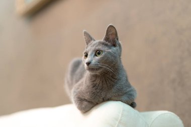 Genç safkan atya kedi. Doğurmak Rus mavi