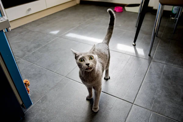 우아한 젊은 혈통이 분명 한 고양이 부엌에서 식사를 요청 합니다. 품종 러시아 블루 — 스톡 사진