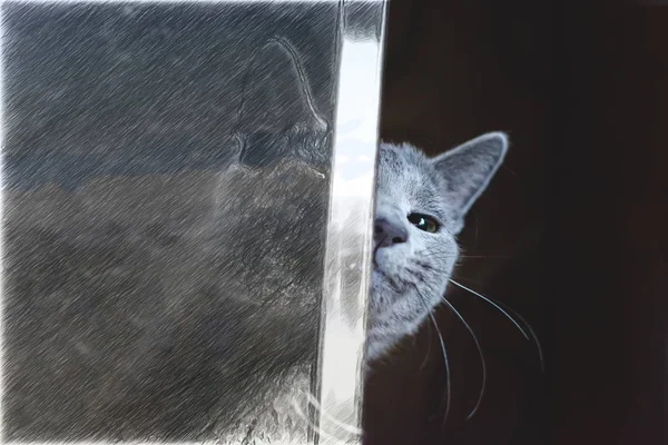 The cat looks out from behind obstacles. Post production — Stock Photo, Image