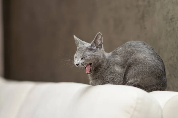 Gato pedigreed puro-sangue jovem. Raça Russo Azul — Fotografia de Stock