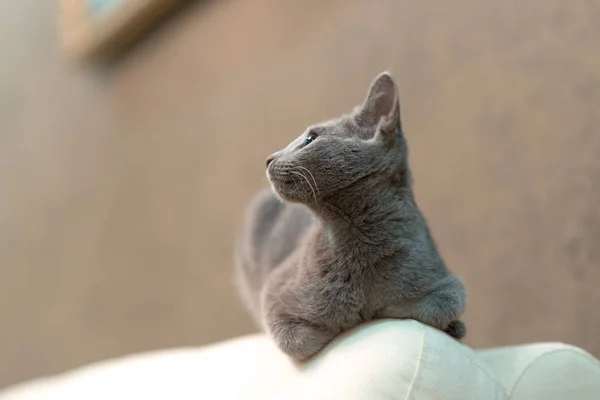 Gato pedigrí de pura raza. Raza azul ruso — Foto de Stock