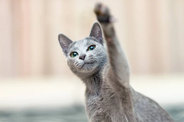 Young playful cat breed Russian blue waves his paw. Focus on cat eyes. Shallow depth of field.