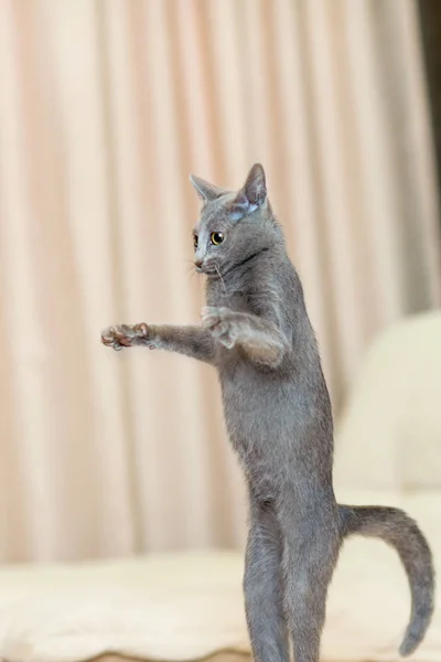 Gato pedigreed puro-sangue jovem. Raça Russo Azul — Fotografia de Stock