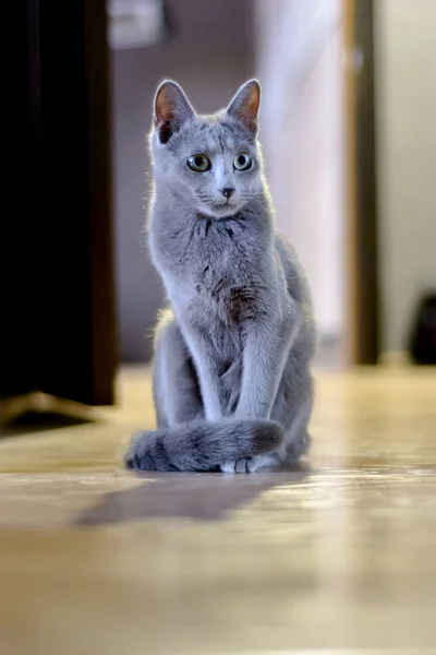 Gato pedigreed puro-sangue jovem. Raça Russo Azul — Fotografia de Stock