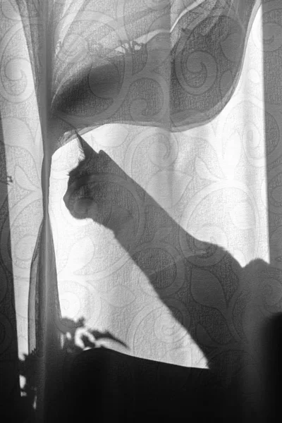 Sziluettjét egy macska, a függöny mögött — Stock Fotó