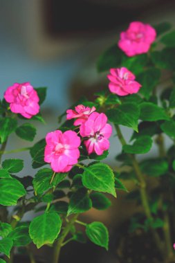Menekşe pembe... Houseplants. Sığ derinlik-in tarla.