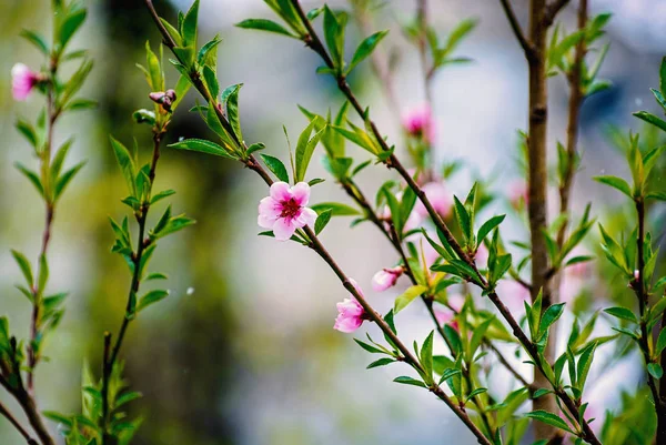 Na jaře kvetoucí broskvoní. — Stock fotografie