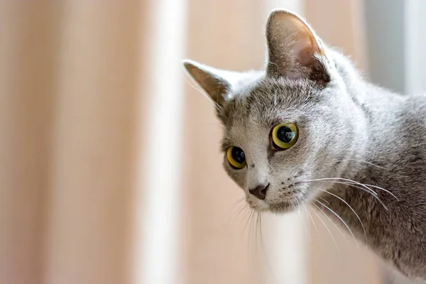 젊은 순종 혈통이 분명 한 고양이. 품종 러시아 블루 — 스톡 사진