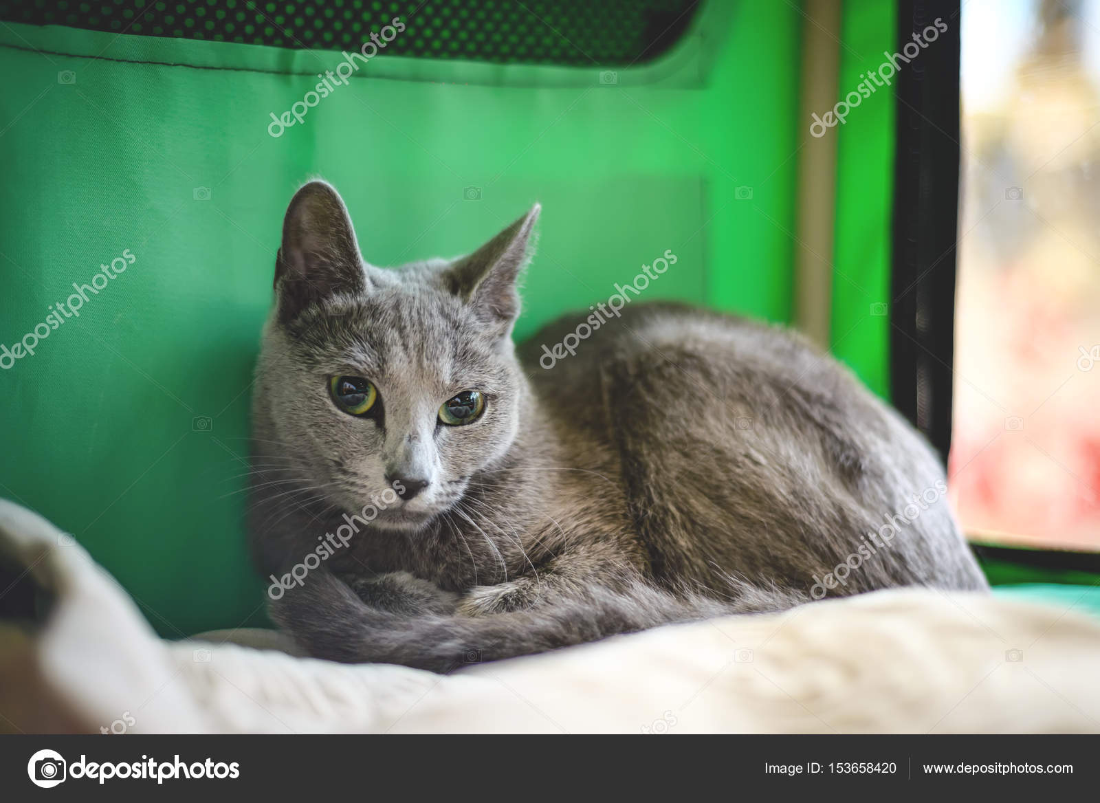 Giovane Gatto Con Pedigree Purosangue Razza Blu Di Russia Foto