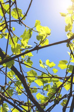 Dalları gökyüzüne karşı genç üzüm