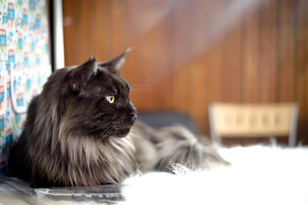 Maine puro sangue raça Maine Coon — Fotografia de Stock