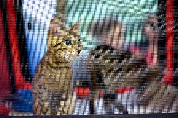 W domu rodowód kotek rasy American Shorthair. — Zdjęcie stockowe