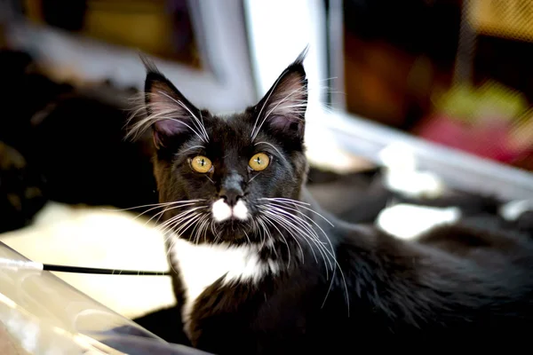 Maine puro sangue raça Maine Coon — Fotografia de Stock