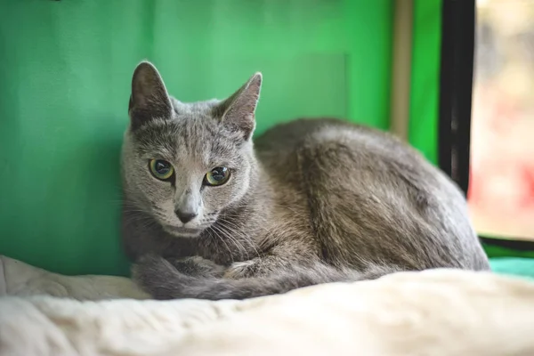 Νέος καθαρόαιμο ράτσας γάτα. Ρωσική Blue φυλή — Φωτογραφία Αρχείου