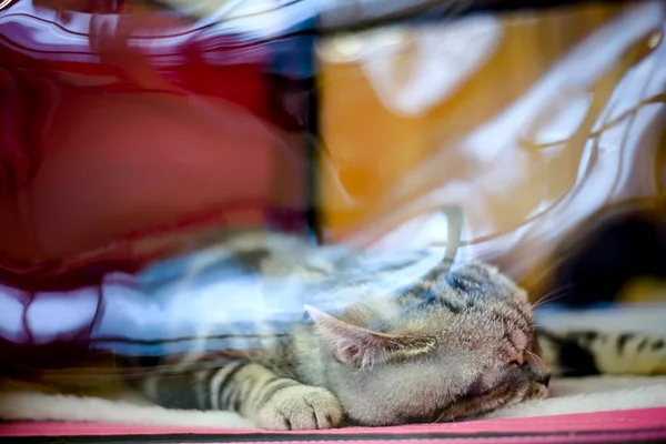 Katze der Rasse Exotisches Kurzhaar — Stockfoto