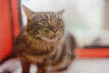 Maine safkan doğurmak Maine Coon