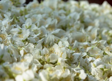 Yasemin yaprakları. Sığ derinlik-in tarla. Arka plan. Doku