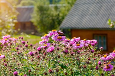 Pembe çiçek üzerinde oturan kelebek